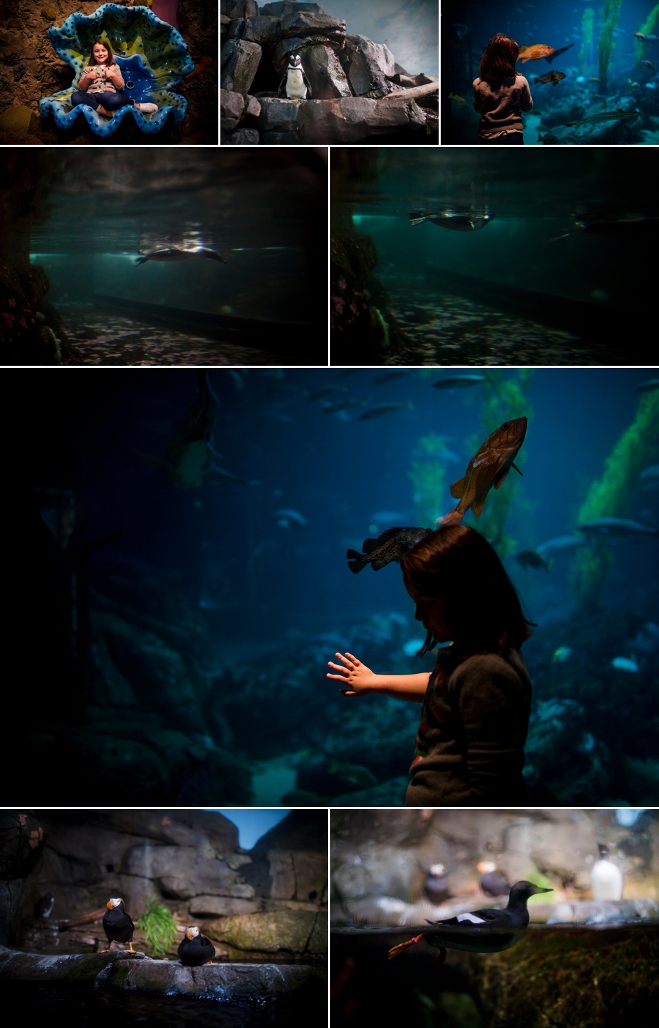 monterey california aquarium