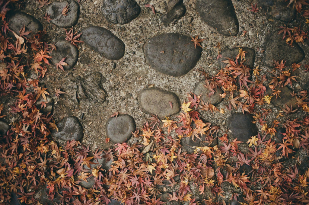 stone walk with japanese maple leaves on ground