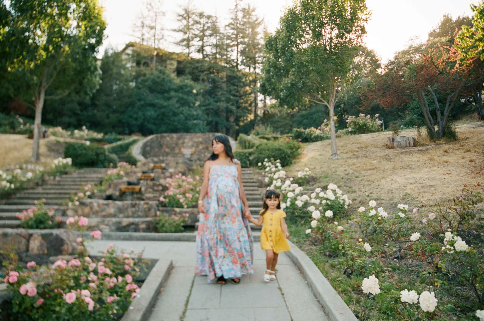 pregnant mother walking in oakland rose garden with toddler daughter in early evening light