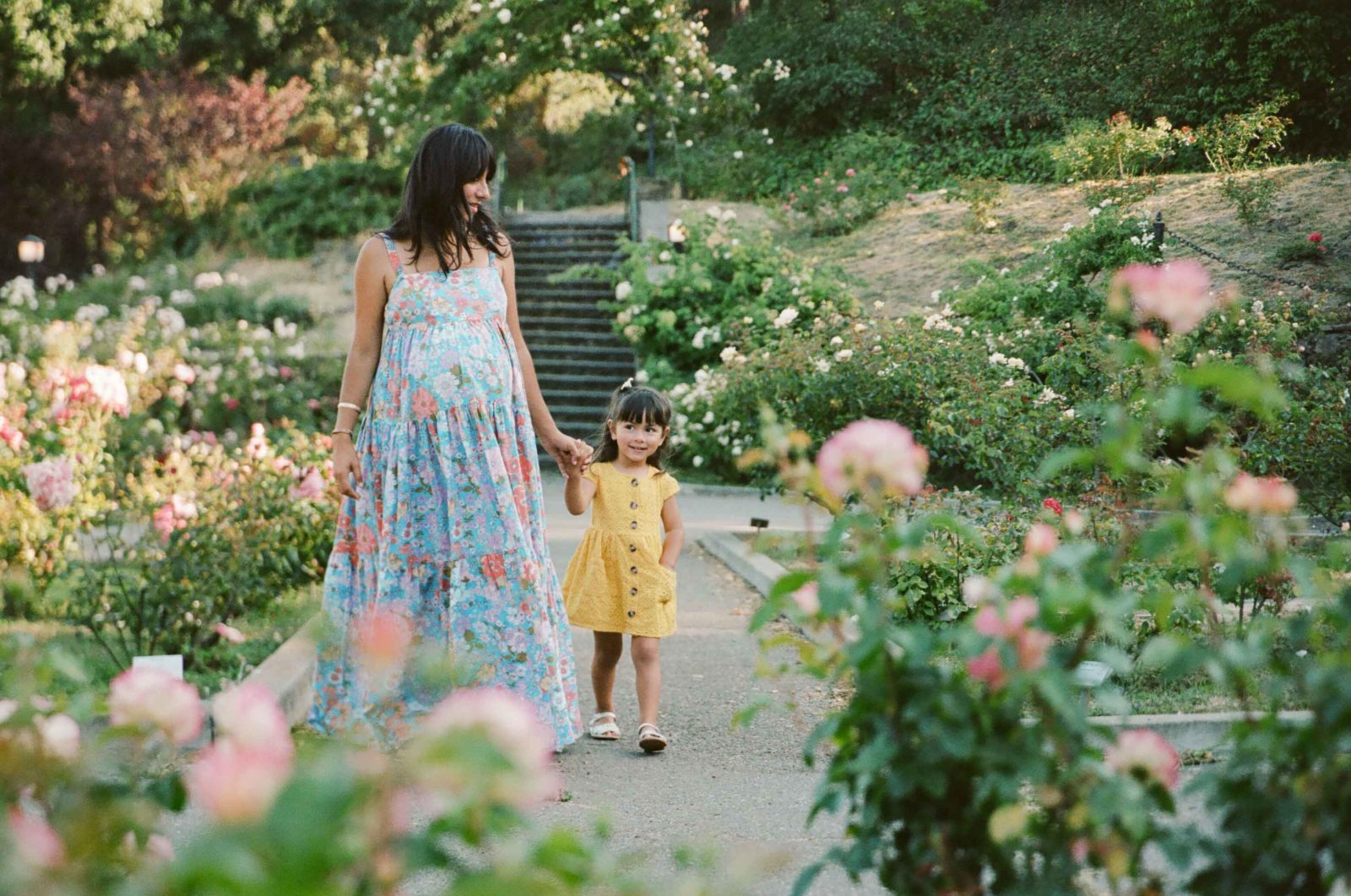 pregnant mother with toddler daughter walking in rose garden