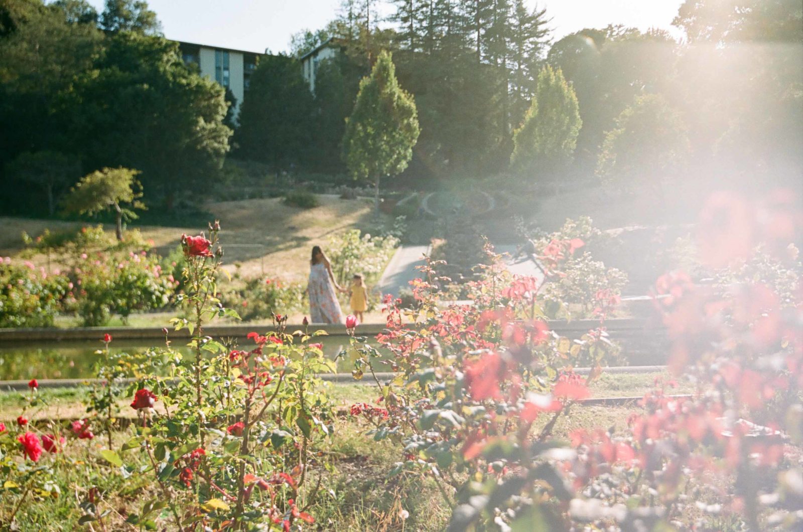 film photo with sun flare of mother and daughter in rose garden